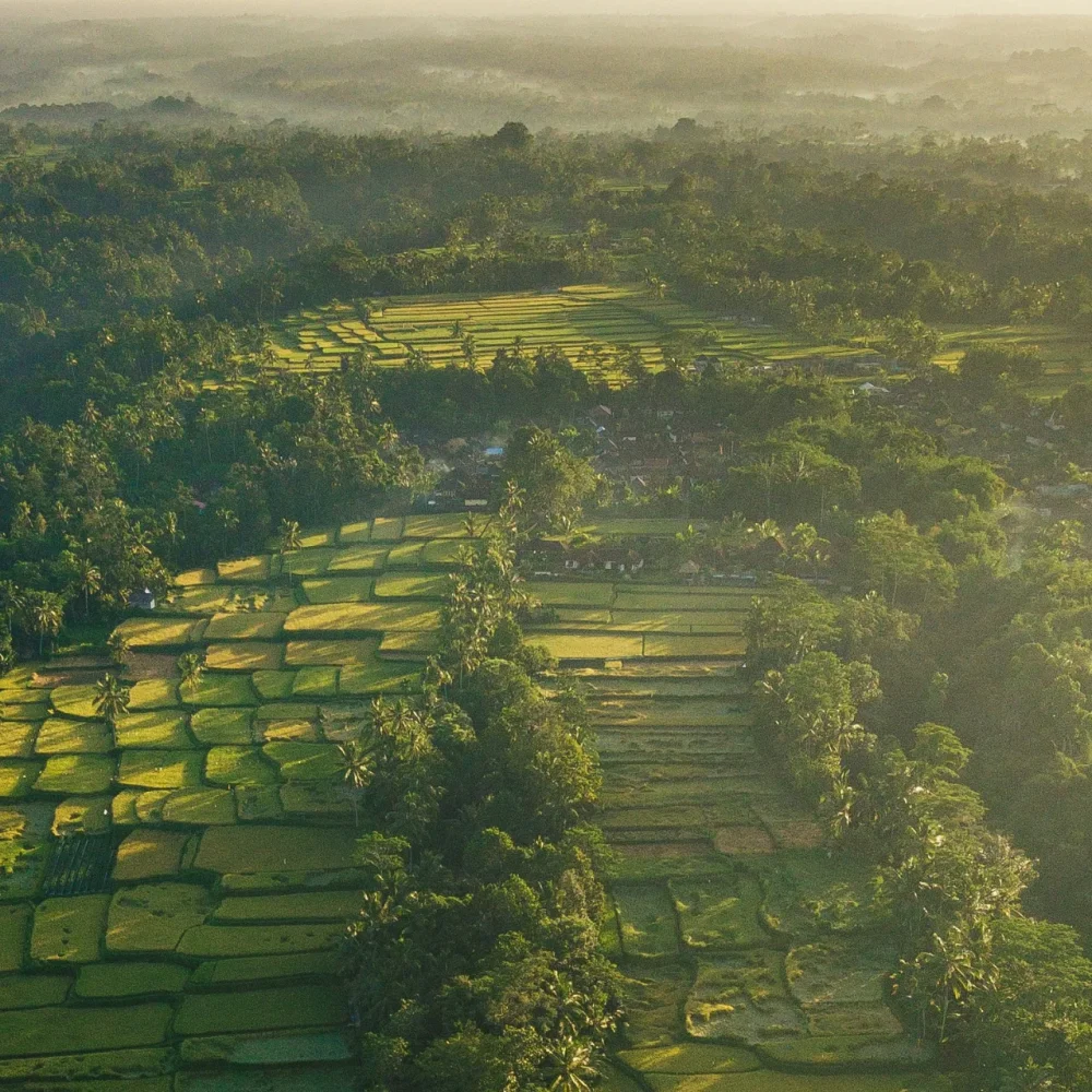 Bali sunrise rice terraces Ubud