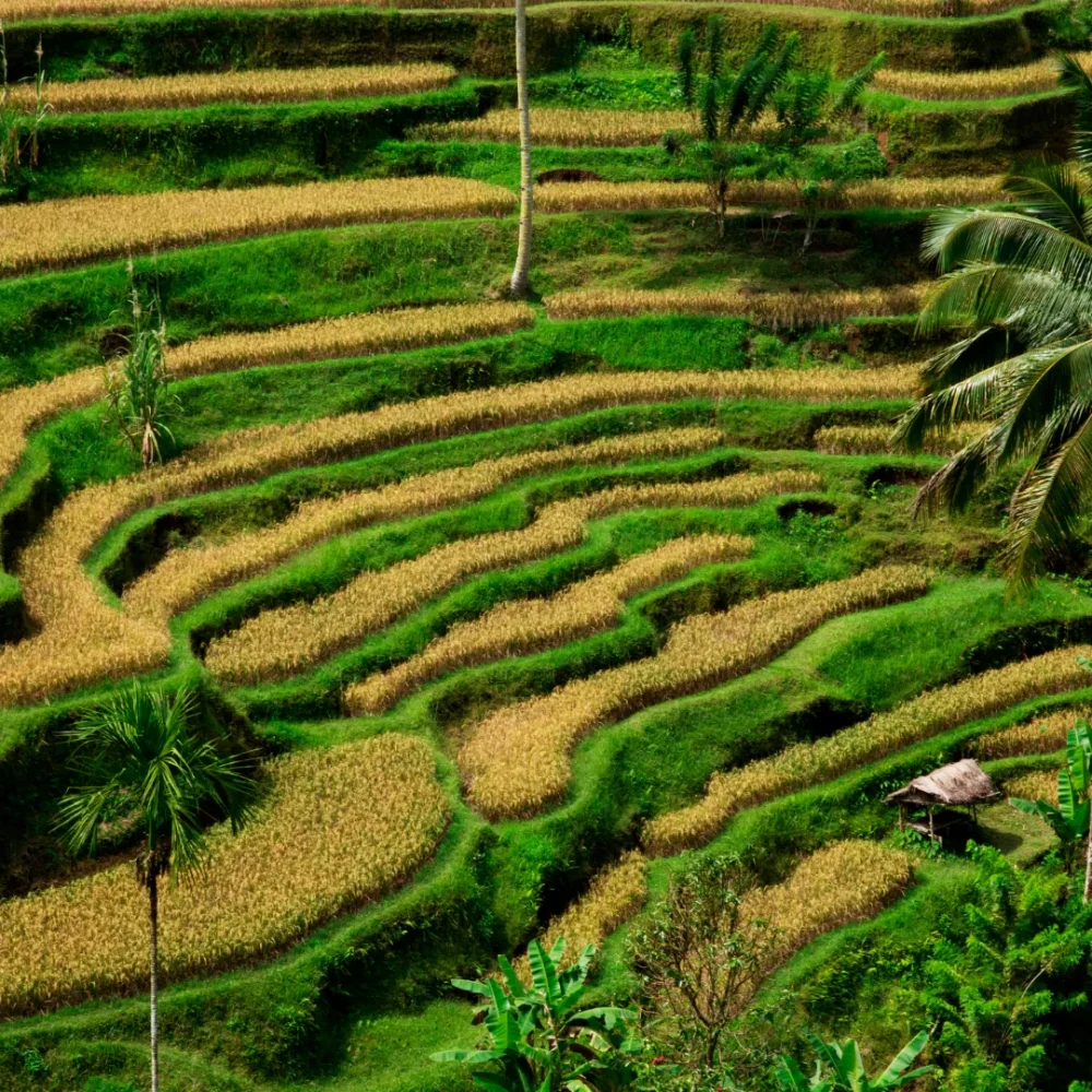 Ubud sunny day rice terraces