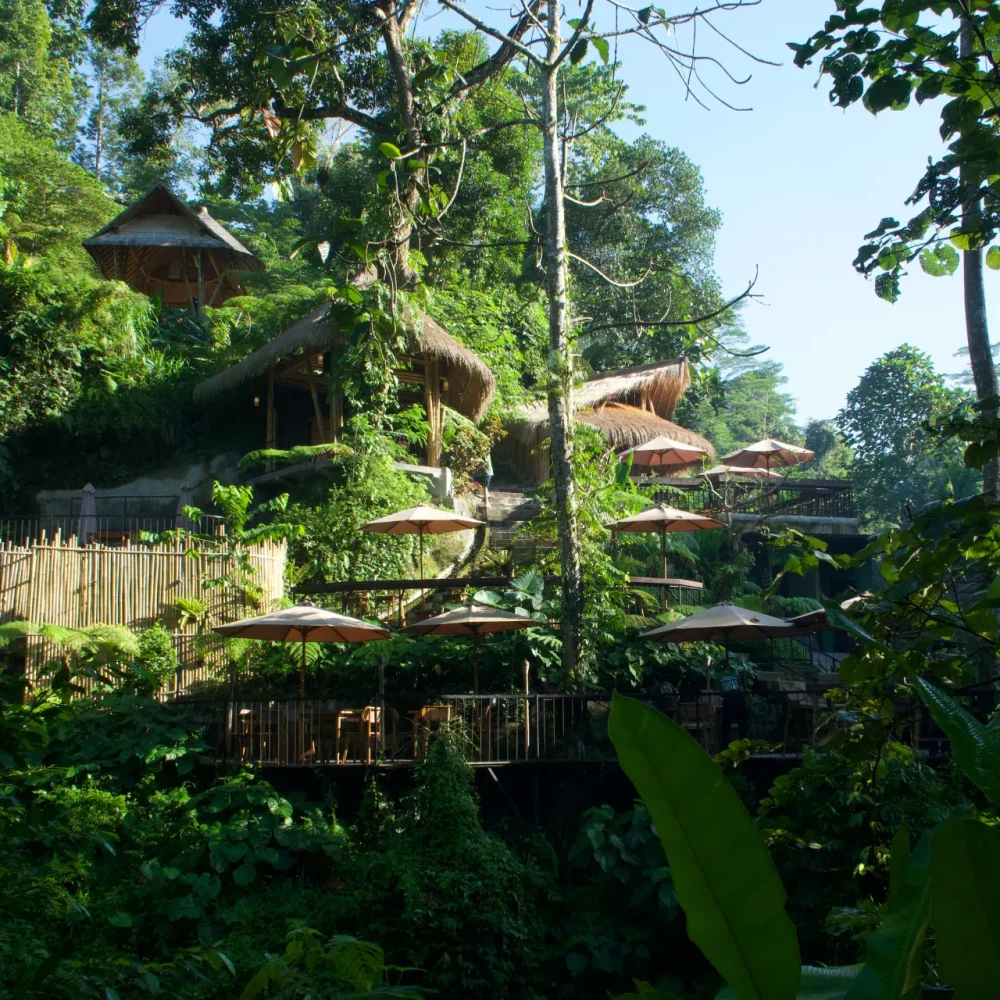 jungle restaurant atmosphere